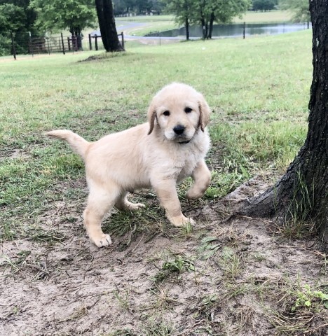 Labradoodle puppy for sale + 61667