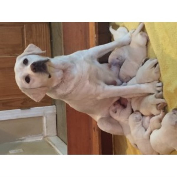 Labrador Retriever puppy for sale + 44630
