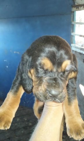 Bloodhound puppy for sale + 47495