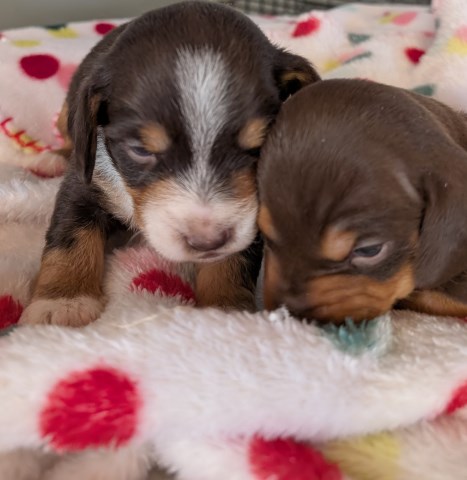 Dachshund puppy for sale + 59906
