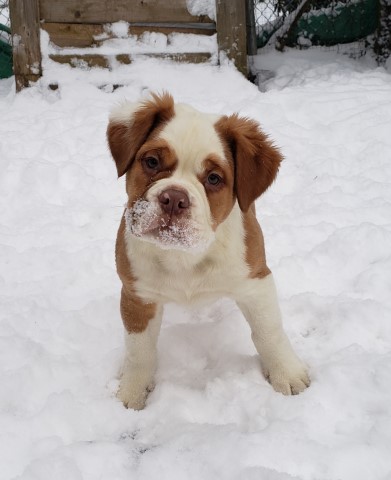 Mammoth Olde English Bulldogge