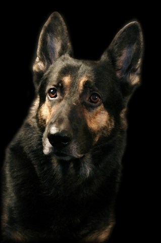 AKC German Shepherd Puppies