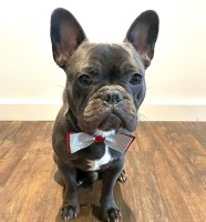 Rehoming Boomer, a healthy and loving boy French Bulldog for sale/adoption