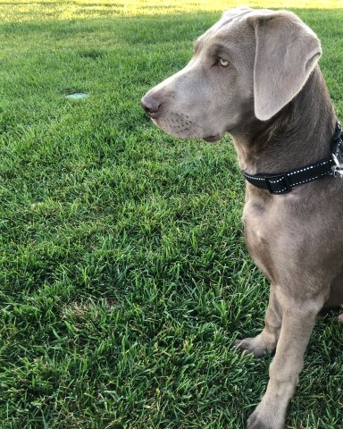 Beautiful AKC~Silver Labrador Retriever Puppy