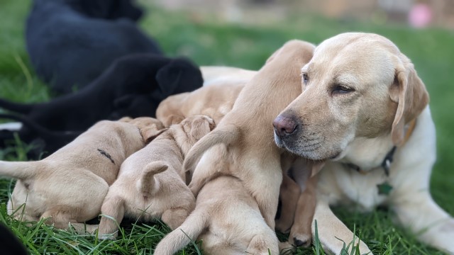 AKC - Labrador Retriever Puppies for sales