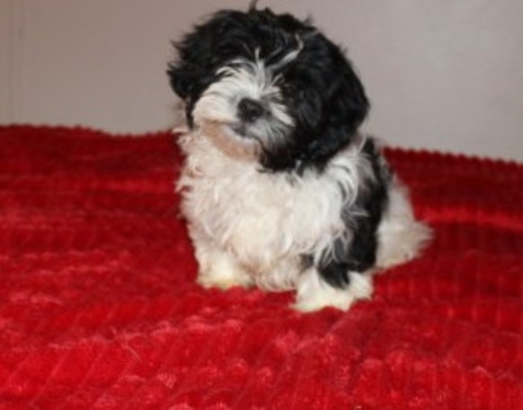 Shih tzu / Havanese mix