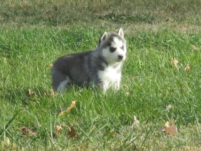 Siberian Husky puppy for sale + 47581