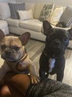 Coming soon French Bulldog French Bulldog for sale/adoption