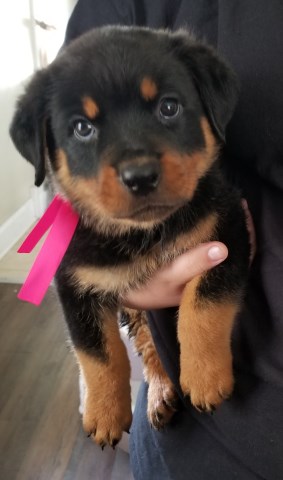 Rottweiler puppies