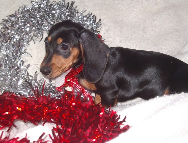 AKC miniature dachshund puppies