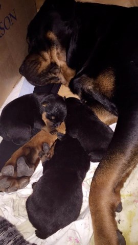 Rottweiler puppy for sale + 47777