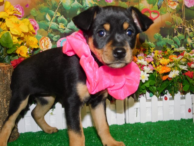 Chicago Farm X Type. SEMI-HOUSEBROKEN!!!