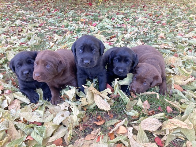 Labrador Retriever