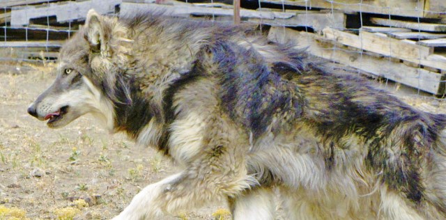 alaskan malamute puppy dog
