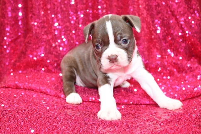 Boston Terrier puppy for sale + 66265
