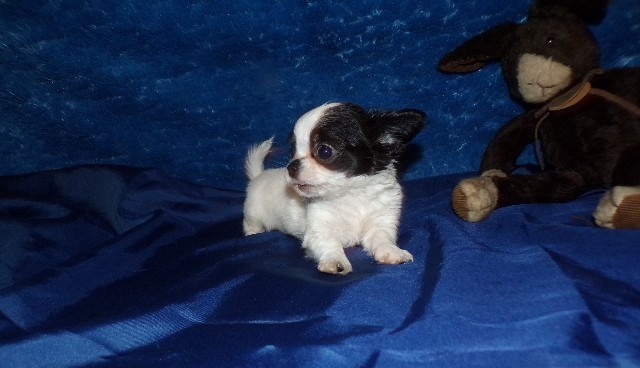AKC Chihuahua Apple Head Puppies Rose's