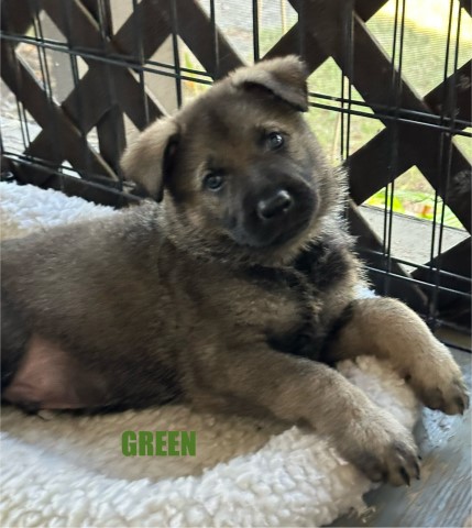 Stunning AKC GSD Silver Sable puppy