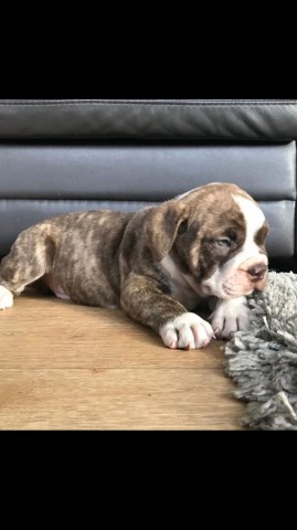 English Bulldog puppy for sale + 54417