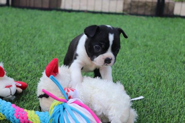 Boston Terrier puppy for sale + 66663