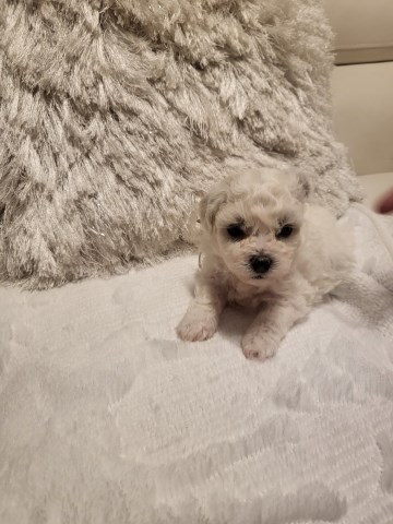 Bichon Frise puppies