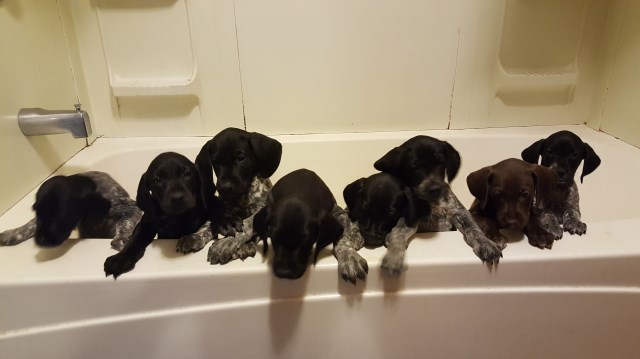 German Shorthaired Pointer Puppy Dog For Sale In Central Falls