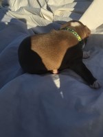 Boston Terrier Green dot boy Boston Terrier for sale/adoption