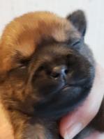 Brussels  Griffon Brussels Griffon for sale/adoption