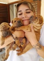Chinese Shar pei Puppies Chinese Shar Pei for sale/adoption