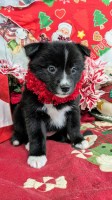 Chicago Farm Collie Babies. Med- Size. Pomeranian for sale/adoption