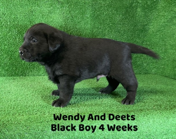 Labrador Retriever puppy for sale + 64130