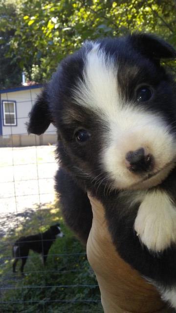 Mini aussie pups for sale