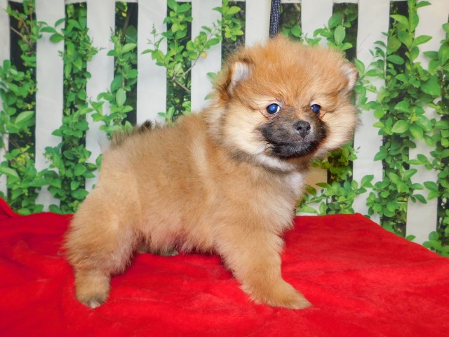 Pomeranian puppy for sale + 66744