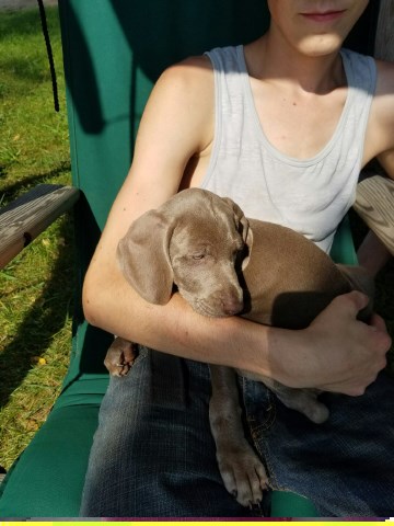 Weimaraner puppy for sale + 47030