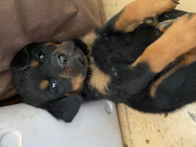 Rottweiler puppy for sale + 63559