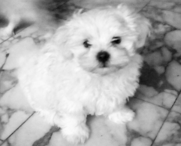 Bichon Frise puppy for sale + 64668