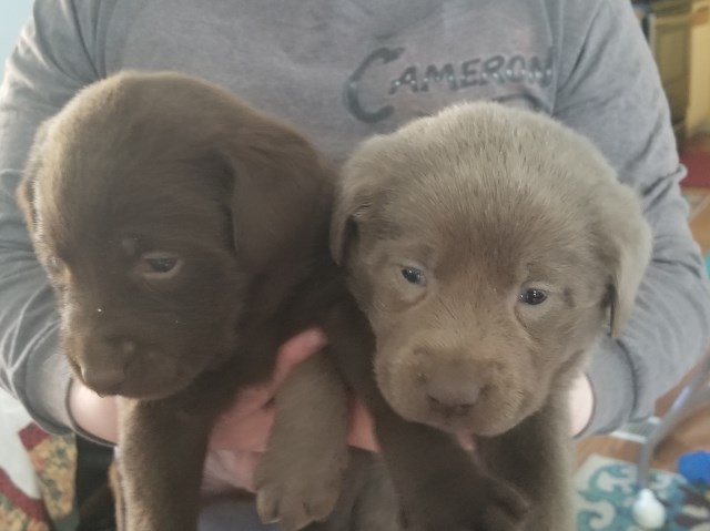 AKC chocolate lab puppies