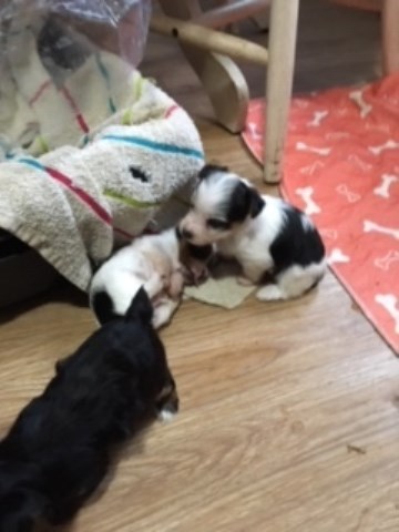 Yorkshire Terrier, AKC registered, (parti colored), Warsaw, IN