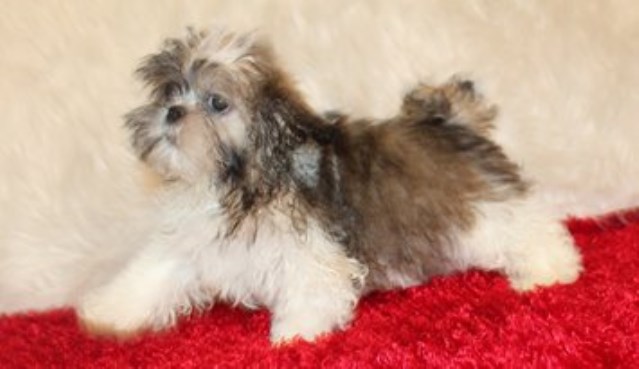 Shih Tzu puppy for sale + 60019