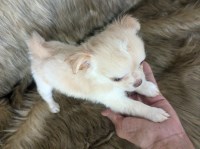 Cherry LC Apple Head Female Chihuahua Chihuahua for sale/adoption