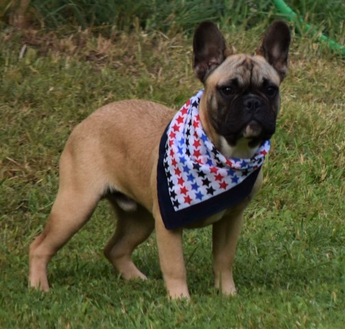 French Bulldog Puppies for sale