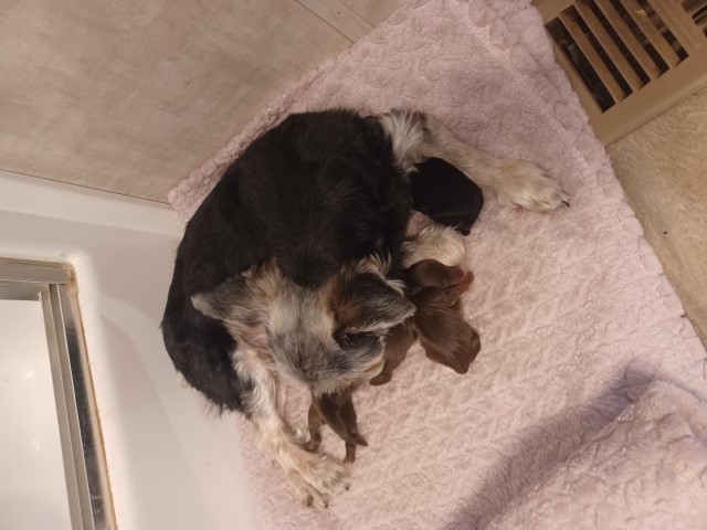 Yorkshire Terrier puppy for sale + 66410