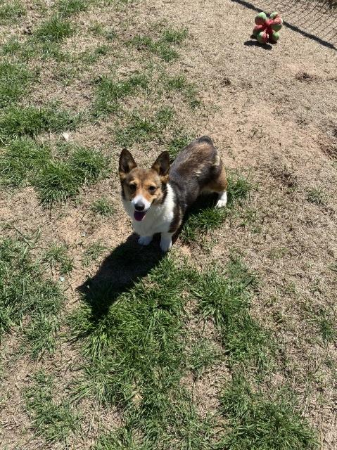 Pembroke Welsh Corgi puppy for sale + 62411