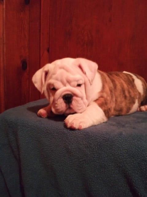 English Bulldog puppy for sale + 58483