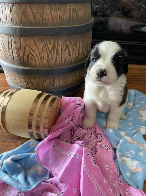 Saint Bernard puppy for sale + 64017