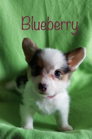 Pembroke Welsh Corgi puppy for sale + 64844