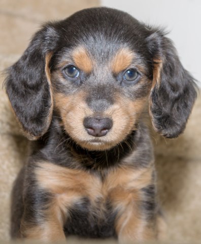 Dachshund puppy for sale + 58542