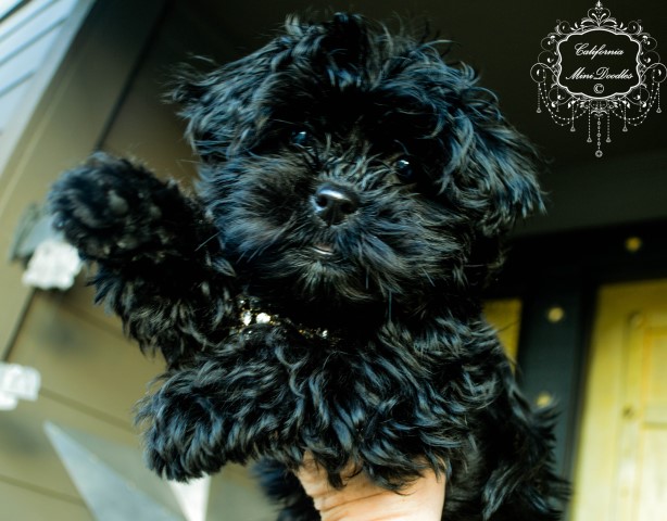 Shih-Poo, Bichon-Poo-Tzu female puppy, Queen Ebony