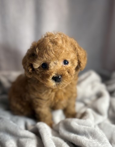 Toy Poodle Puppies from AKC Lines – Raised with Heart
