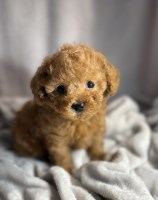 Toy Poodle Puppies from AKC Lines – Raised with Heart Poodle Toy for sale/adoption