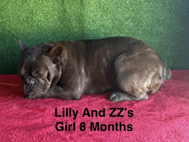 French Bulldog puppy for sale + 66232
